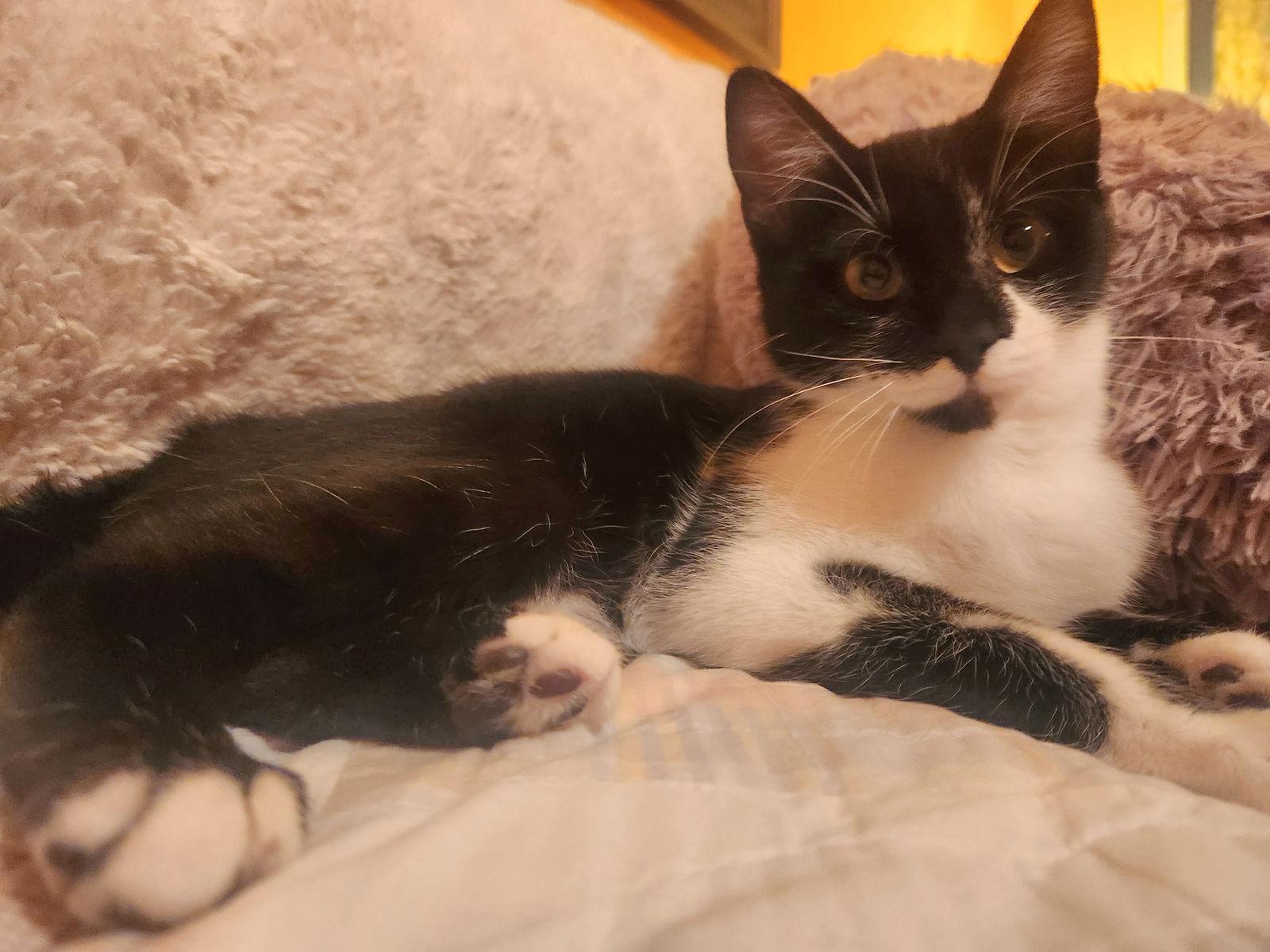 Gypsy, Adoptable, Young Female Tuxedo & Domestic Short Hair.