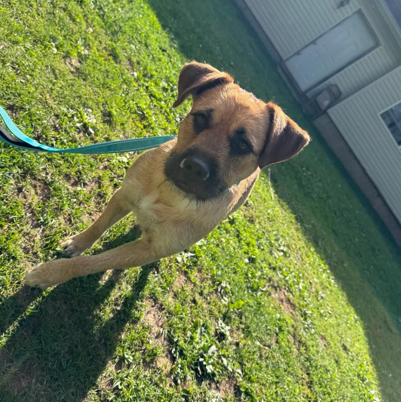 Enlarge Malcom, a Adoptable mixed breed in tannersville, PA image 2/2