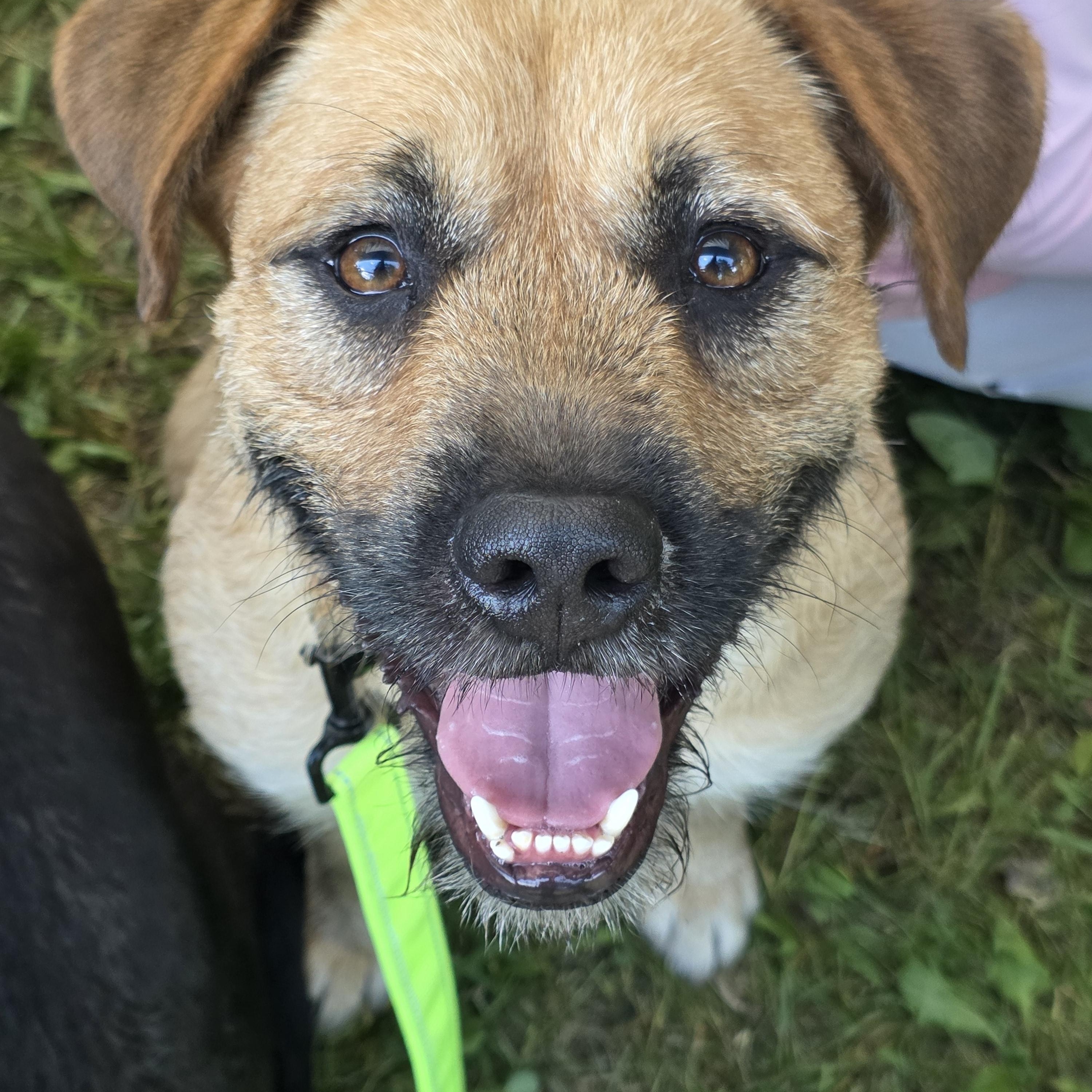 Malcom, Adoptable, Adult Male Terrier.