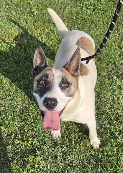 shoog, ADOPTABLE, Adult Female Australian Cattle Dog / Blue Heeler.