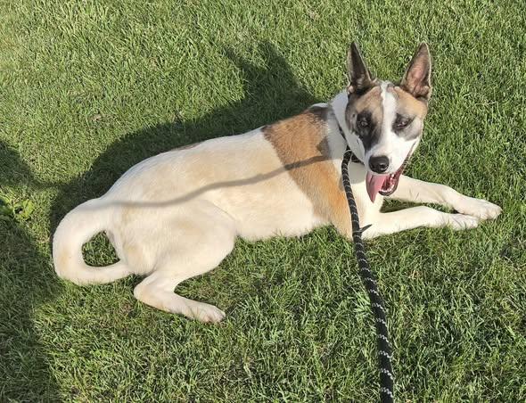 shoog, a ADOPTABLE mixed breed in Petersburg, IN image 2/5