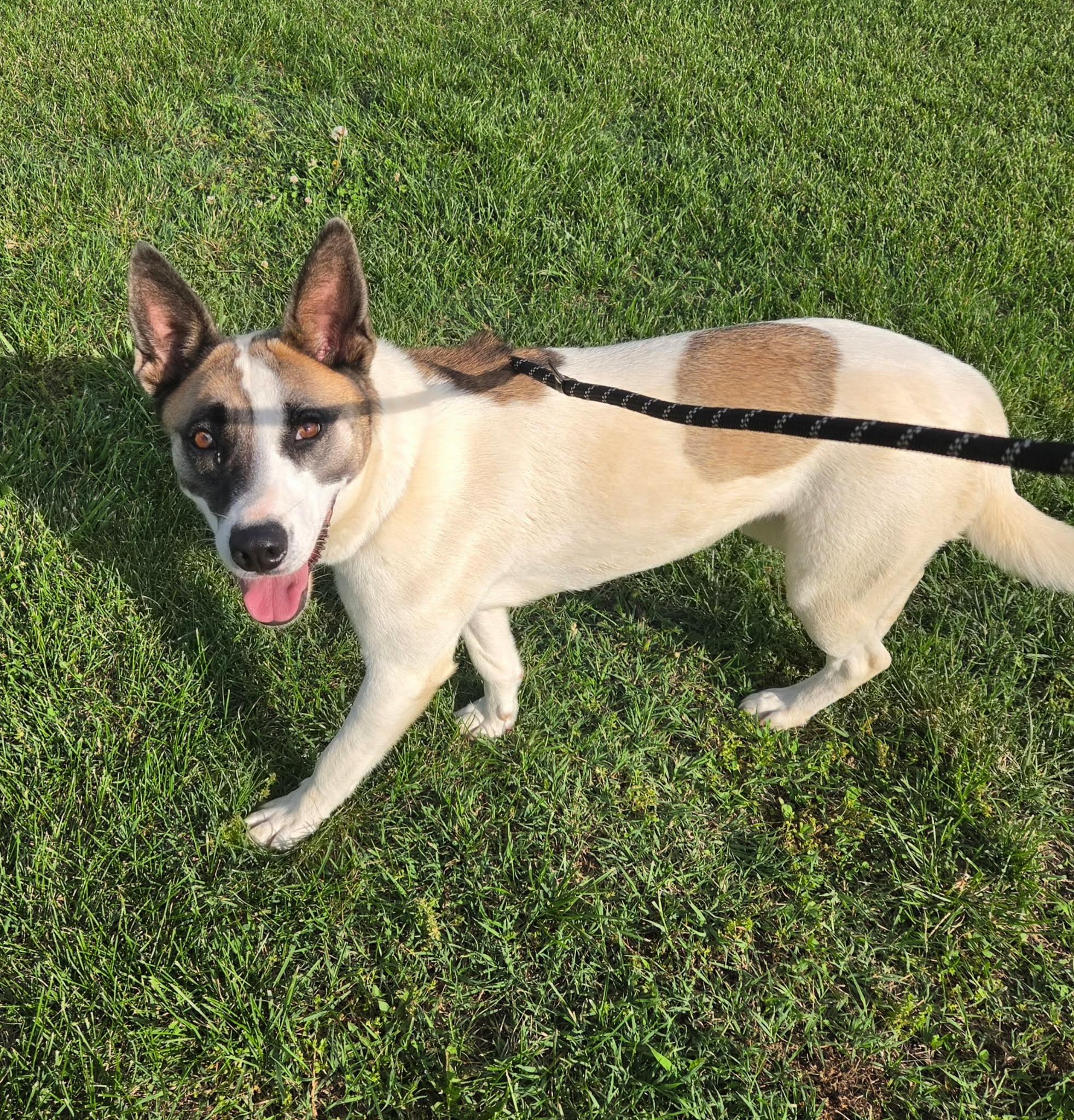 shoog, a ADOPTABLE mixed breed in Petersburg, IN image 4/5