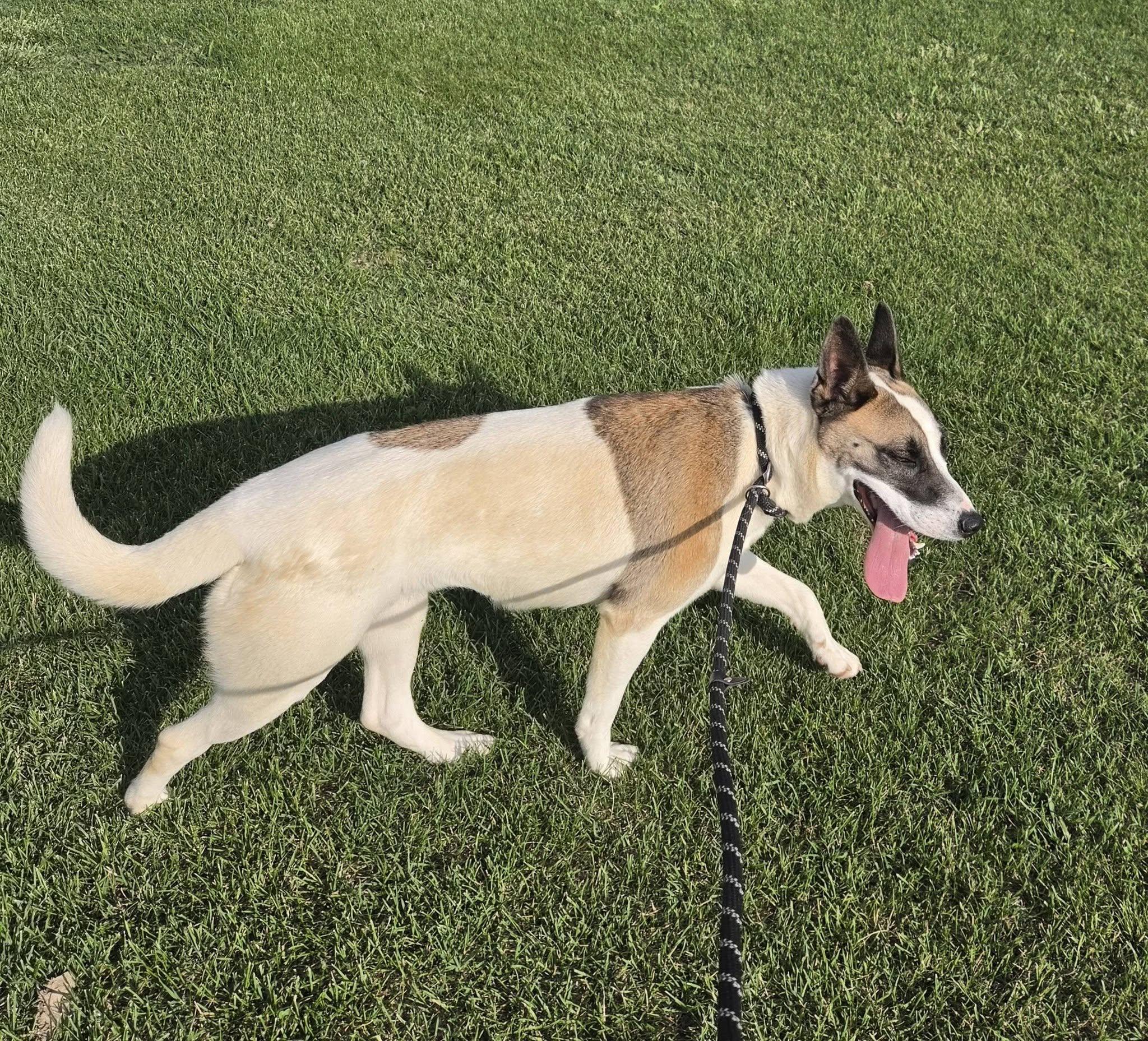 shoog, a ADOPTABLE mixed breed in Petersburg, IN image 3/5