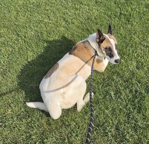 shoog, a ADOPTABLE mixed breed in Petersburg, IN image 5/5