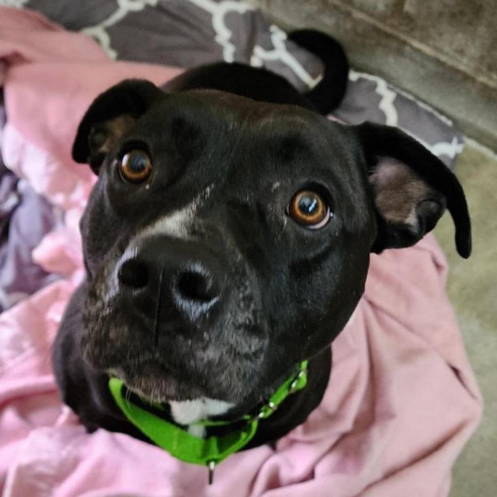 Zoey, Adoptable, Adult Female Mixed Breed.