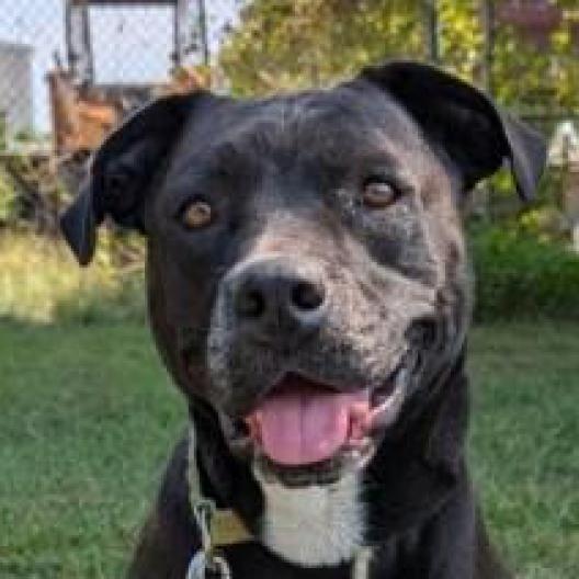 Enlarge Zoey, a Adoptable Mixed Breed in Camden, DE image 2/3