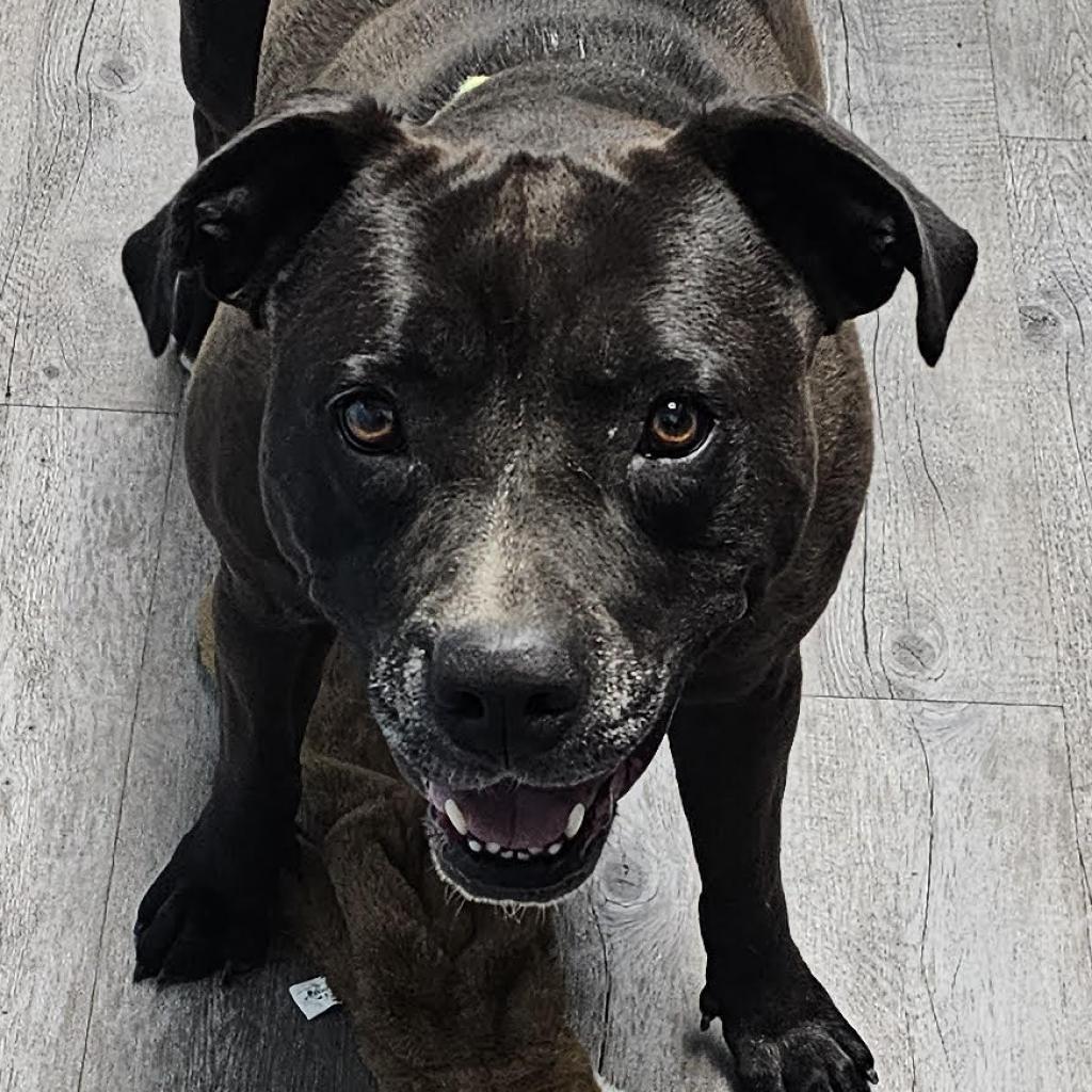 Enlarge Zoey, a Adoptable Mixed Breed in Camden, DE image 3/3