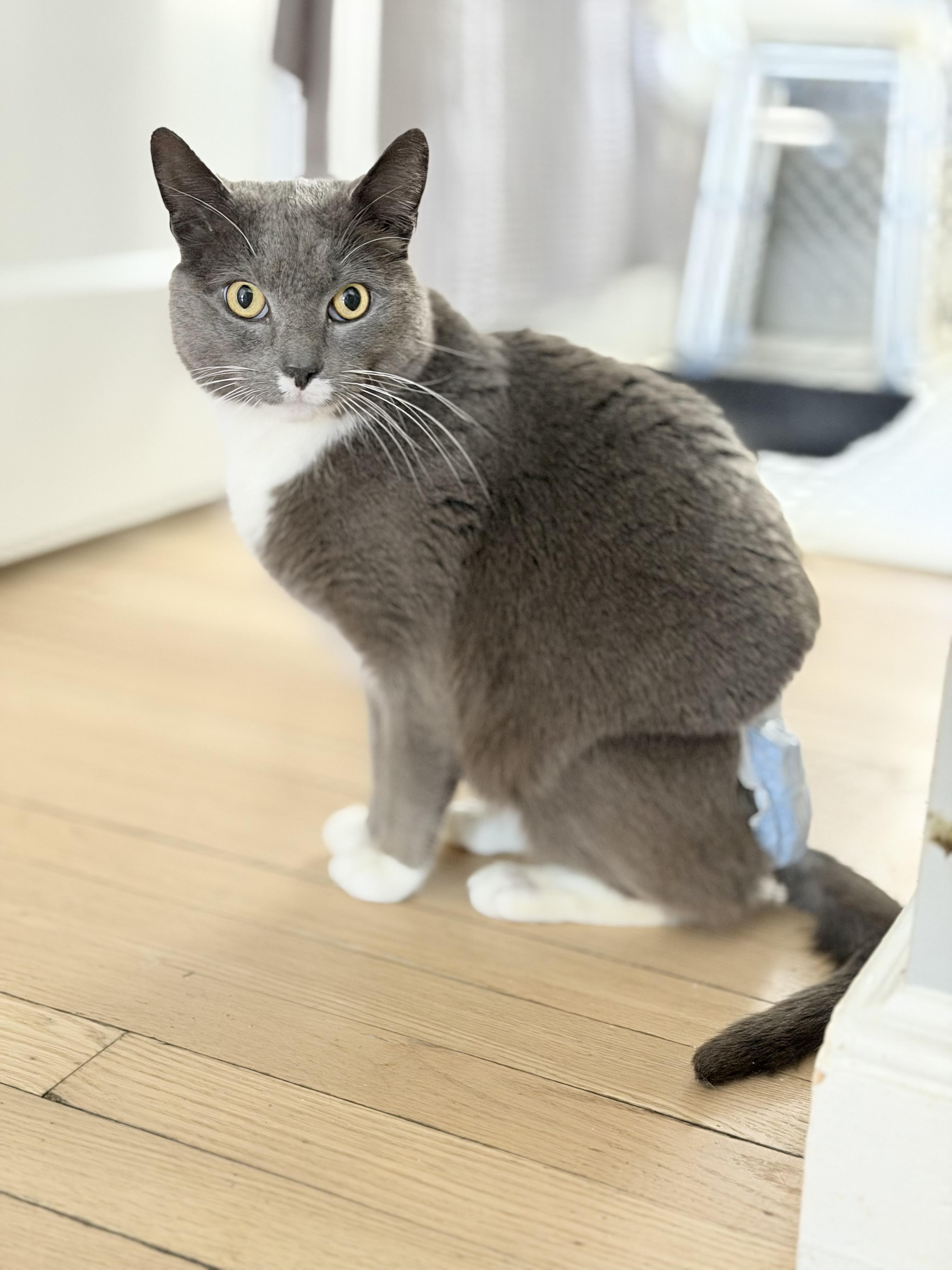 Holmes | Special Needs Gentleman of pure love!, a ADOPTABLE Domestic Short Hair in West Haven, CT image 1/4