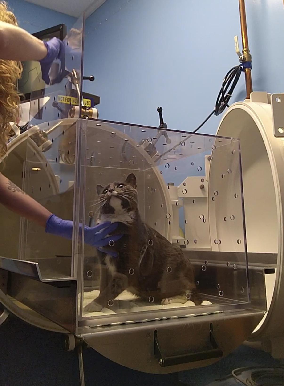 Holmes | Special Needs Gentleman of pure love!, a ADOPTABLE Domestic Short Hair in West Haven, CT image 2/4