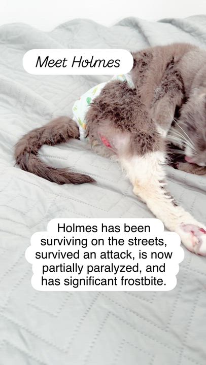 Enlarge Holmes | Special Needs Gentleman of pure love!, a ADOPTABLE Domestic Short Hair in West Haven, CT video 3/4