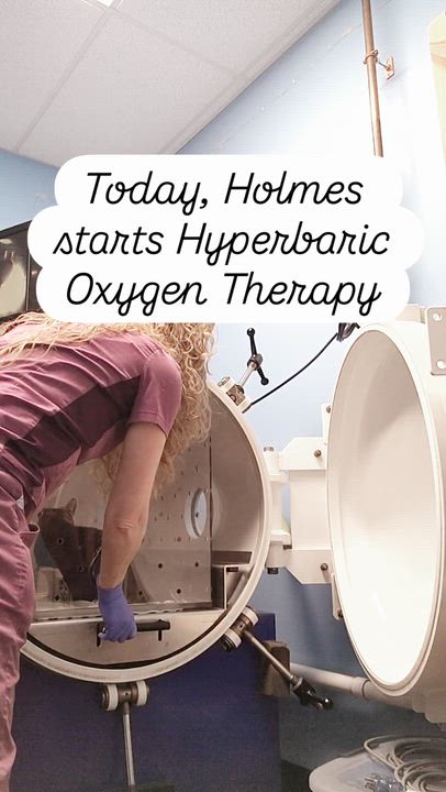 Enlarge Holmes | Special Needs Gentleman of pure love!, a ADOPTABLE Domestic Short Hair in West Haven, CT video 4/4