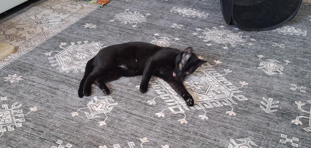 Enlarge Bordeaux, a Adoptable mixed breed in Grand Junction, CO image 1/3