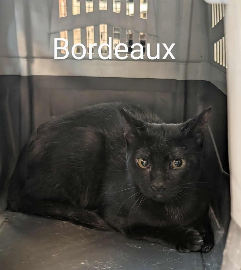 Enlarge Bordeaux, a Adoptable mixed breed in Grand Junction, CO image 2/3