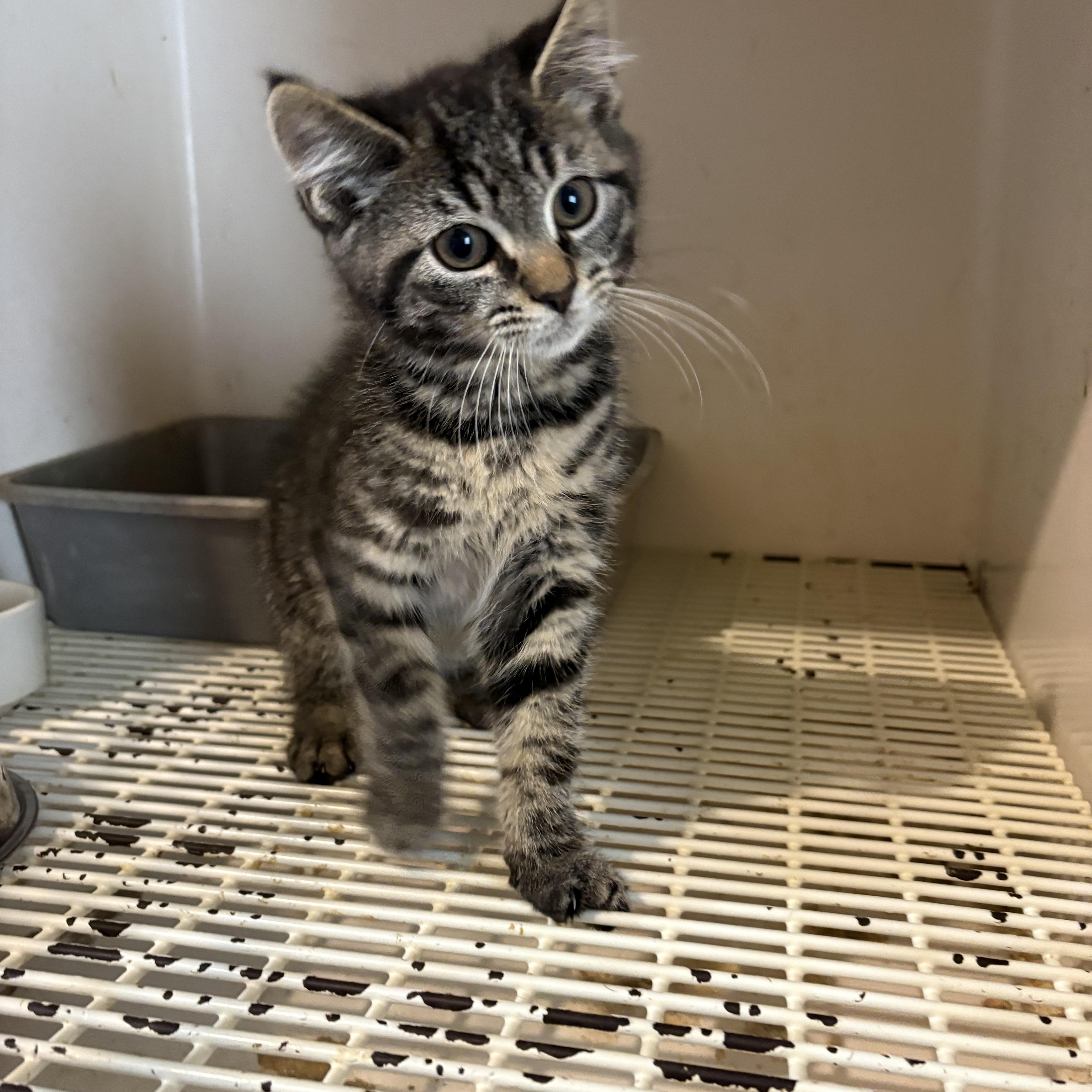Jameson, an adopted Domestic Short Hair in Pottstown, PA image 1/2