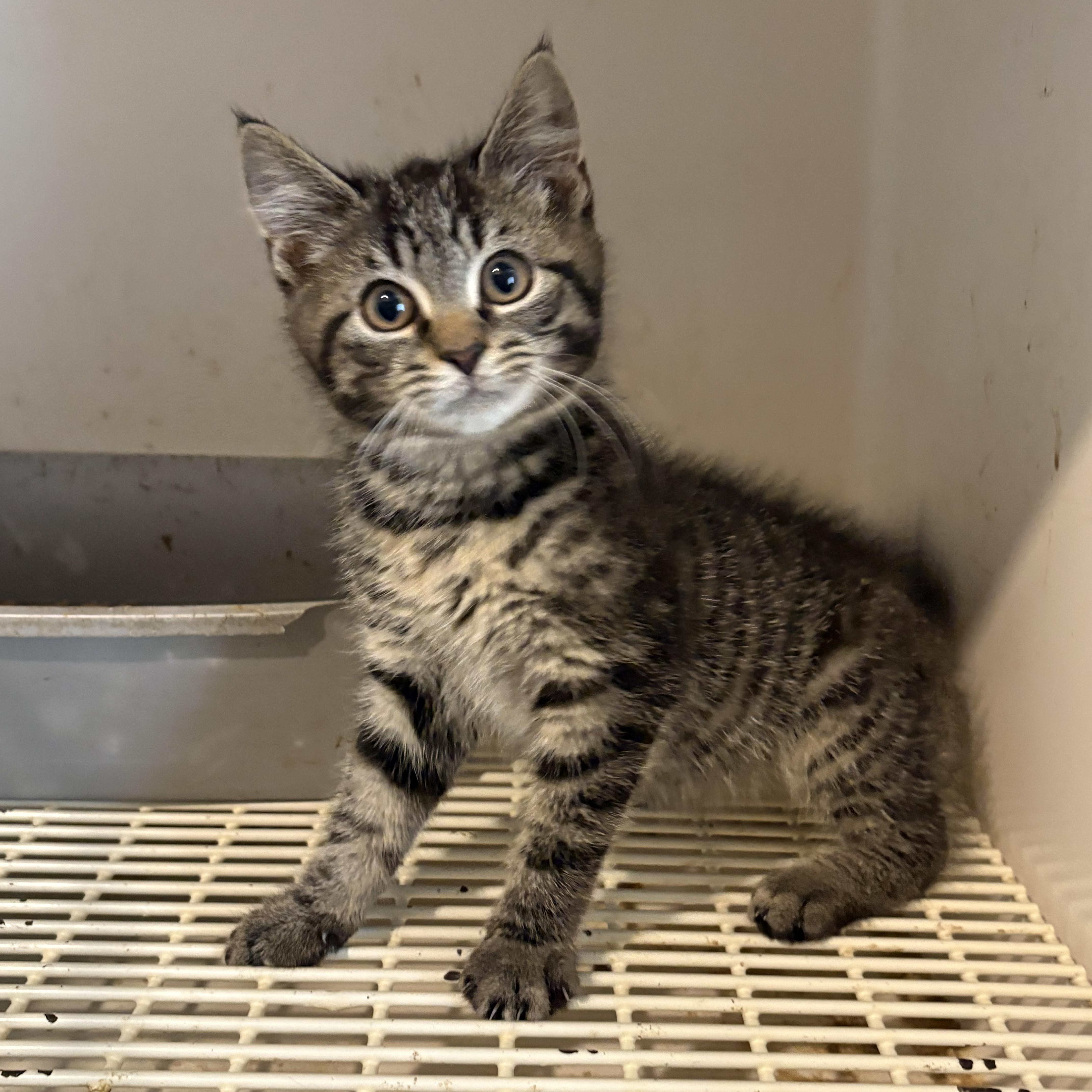 Jameson, an adopted Domestic Short Hair in Pottstown, PA image 2/2