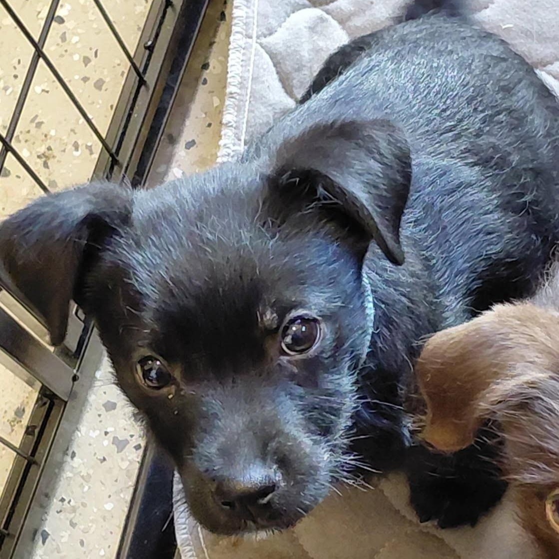 Enlarge Finn, an adopted mixed breed in Marysville, WA image 4/5