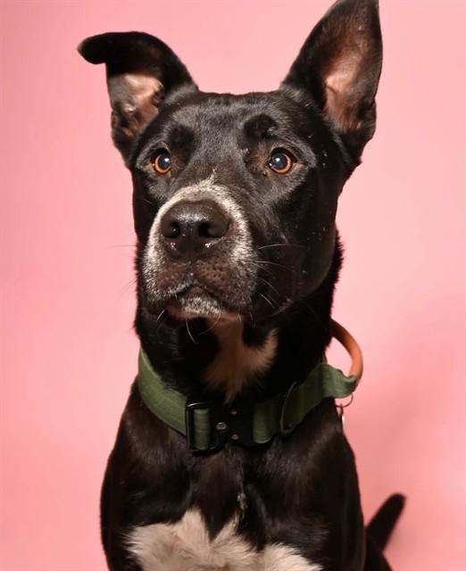 ACHILLES - ADOPTION PENDING, Adoptable, Adult Male Pit Bull Terrier & Labrador Retriever.