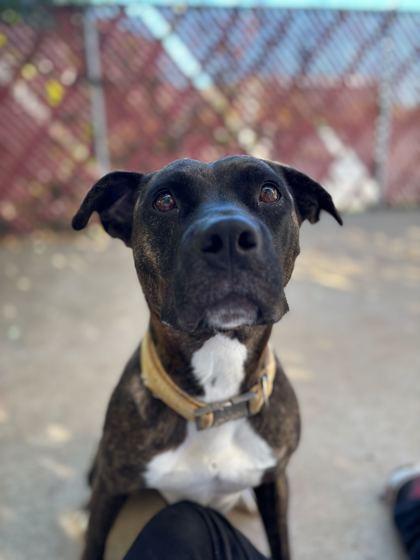 Westie, Adoptable, Young Female Boxer & Pit Bull Terrier.