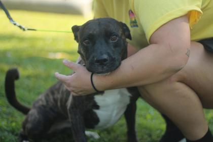 Enlarge Westie, a Adoptable mixed breed in Louisville, KY image 2/3