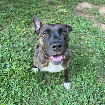 Enlarge Westie, a Adoptable mixed breed in Louisville, KY image 3/3