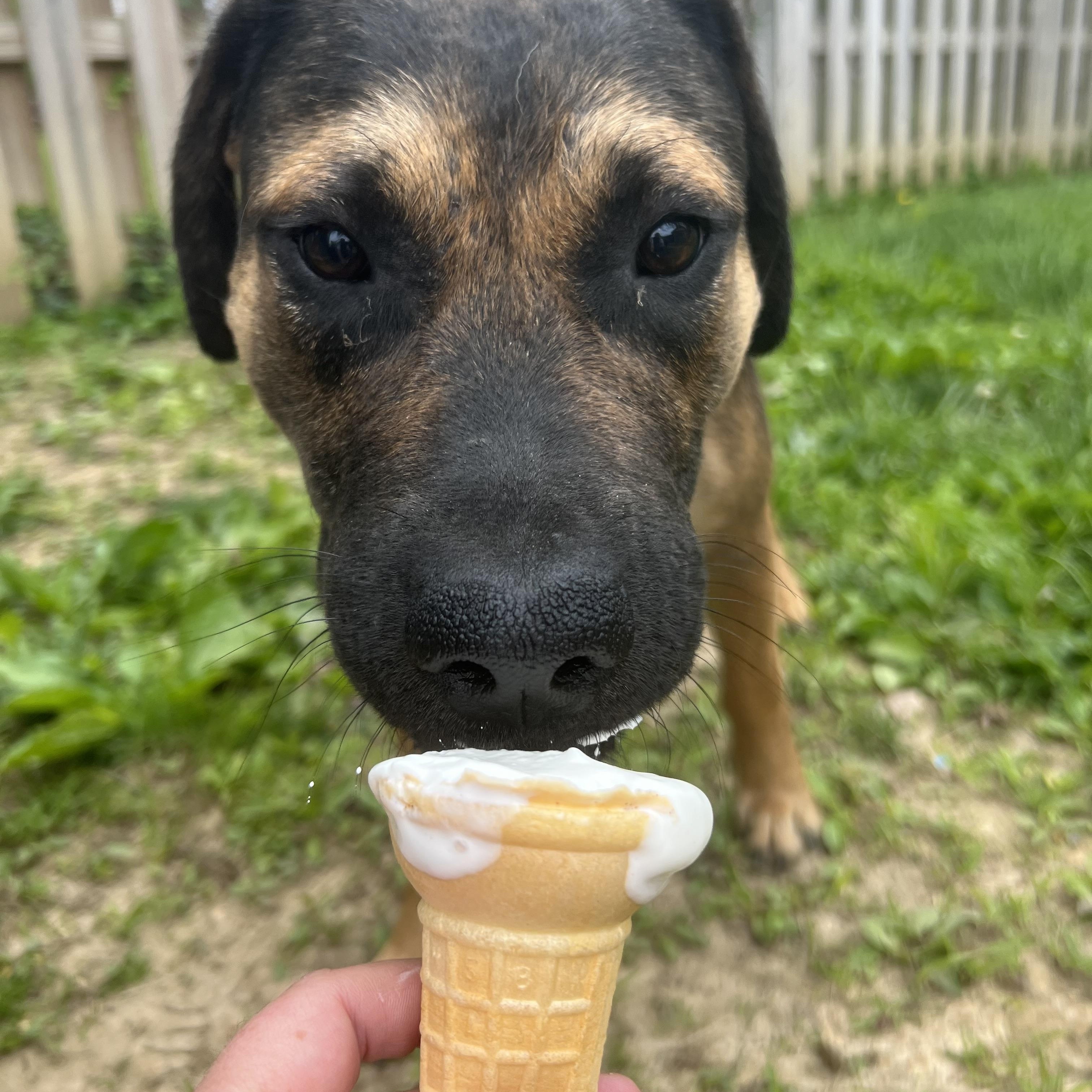 Enlarge Emmett, a Adoptable mixed breed in Alexandria, VA image 4/6