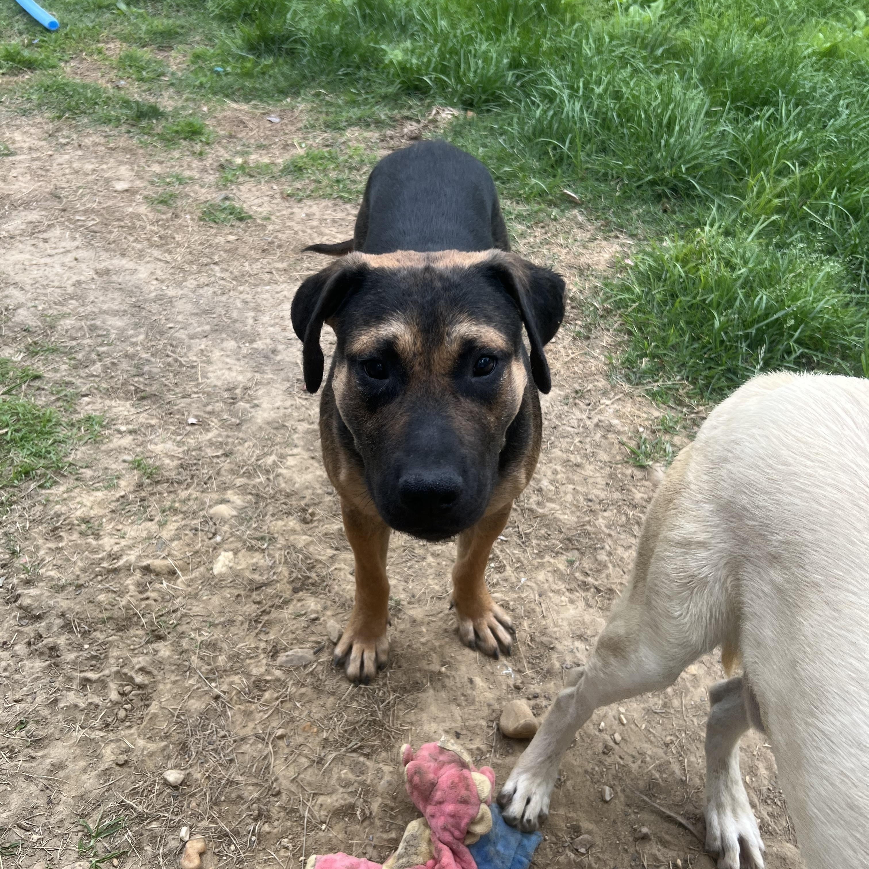 Enlarge Emmett, a Adoptable mixed breed in Alexandria, VA image 3/6