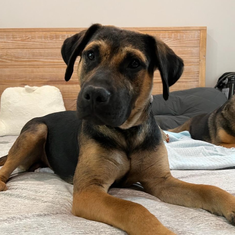 Emmett, Adoptable, Adult Male Hound & Mixed Breed.