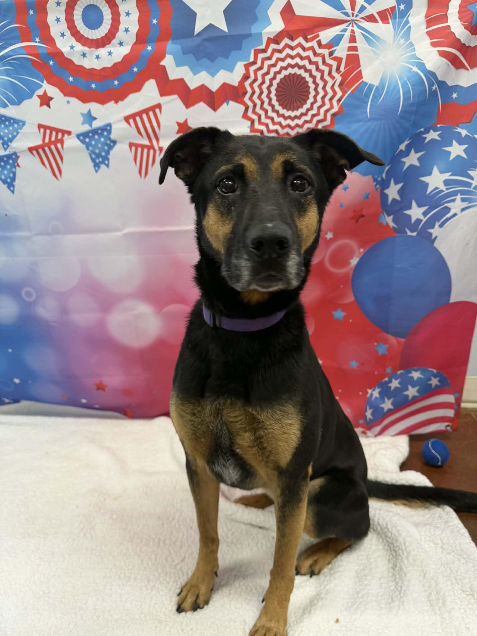 Enlarge Dixie, a ADOPTABLE mixed breed in Shelbyville, KY image 4/4