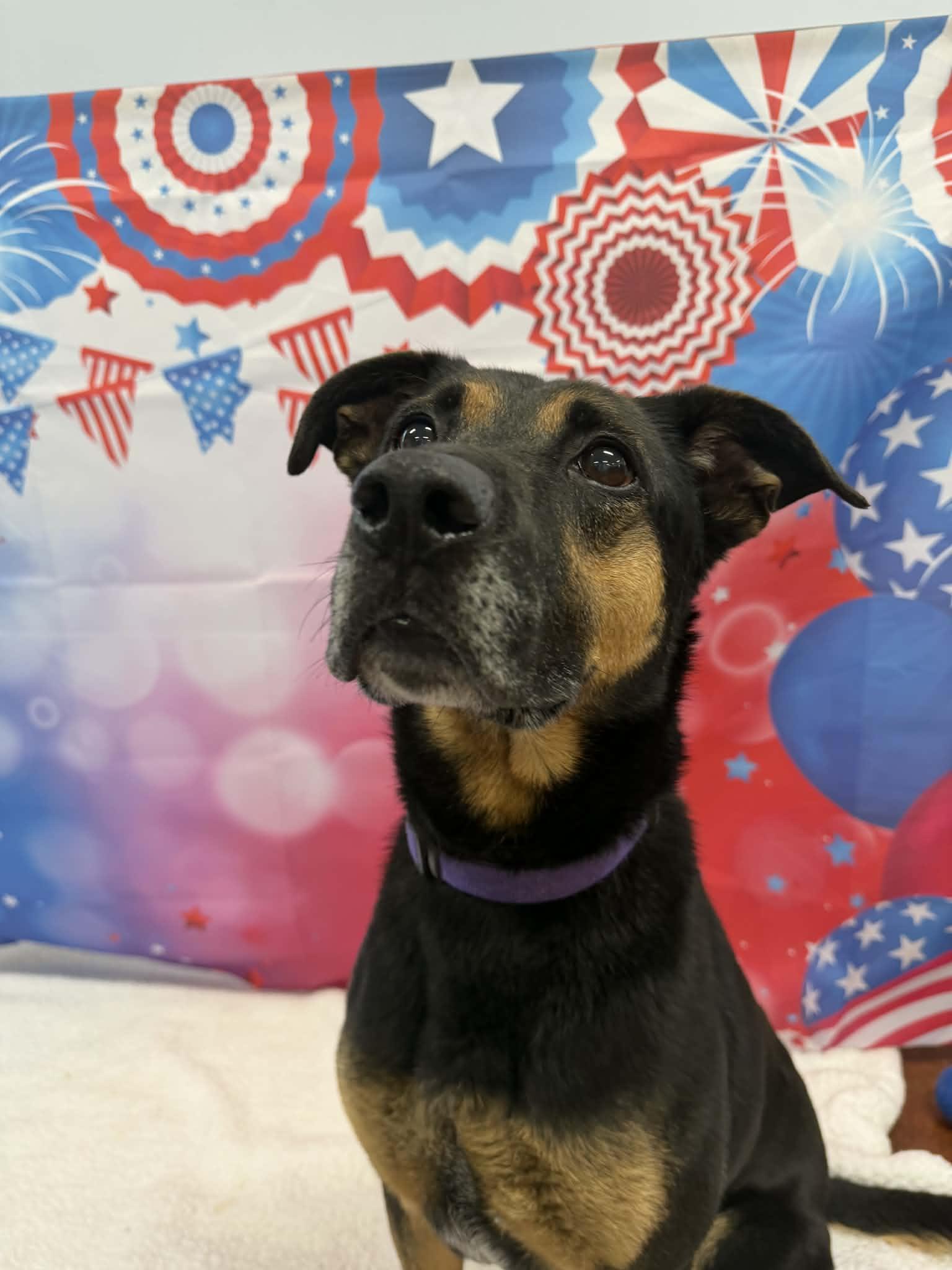 Enlarge Dixie, a ADOPTABLE mixed breed in Shelbyville, KY image 1/4