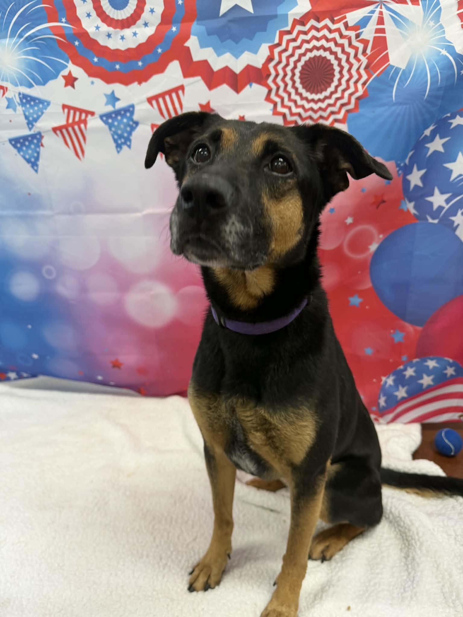 Enlarge Dixie, a ADOPTABLE mixed breed in Shelbyville, KY image 3/4