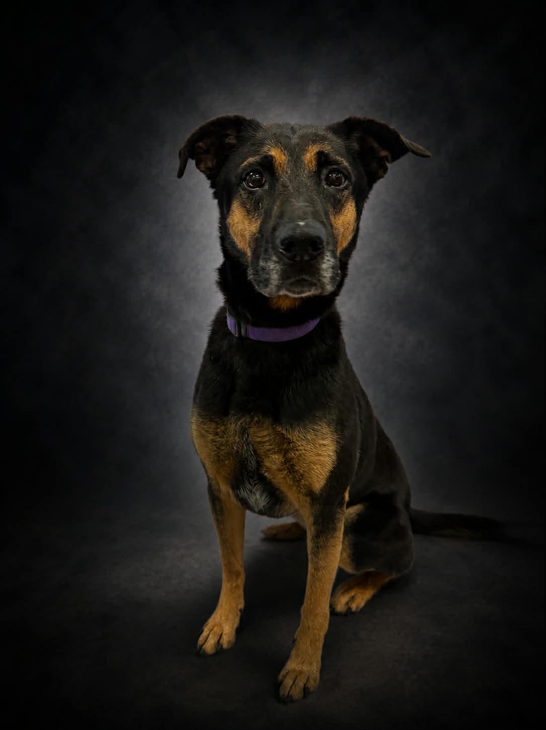 Enlarge Dixie, a ADOPTABLE mixed breed in Shelbyville, KY image 2/4
