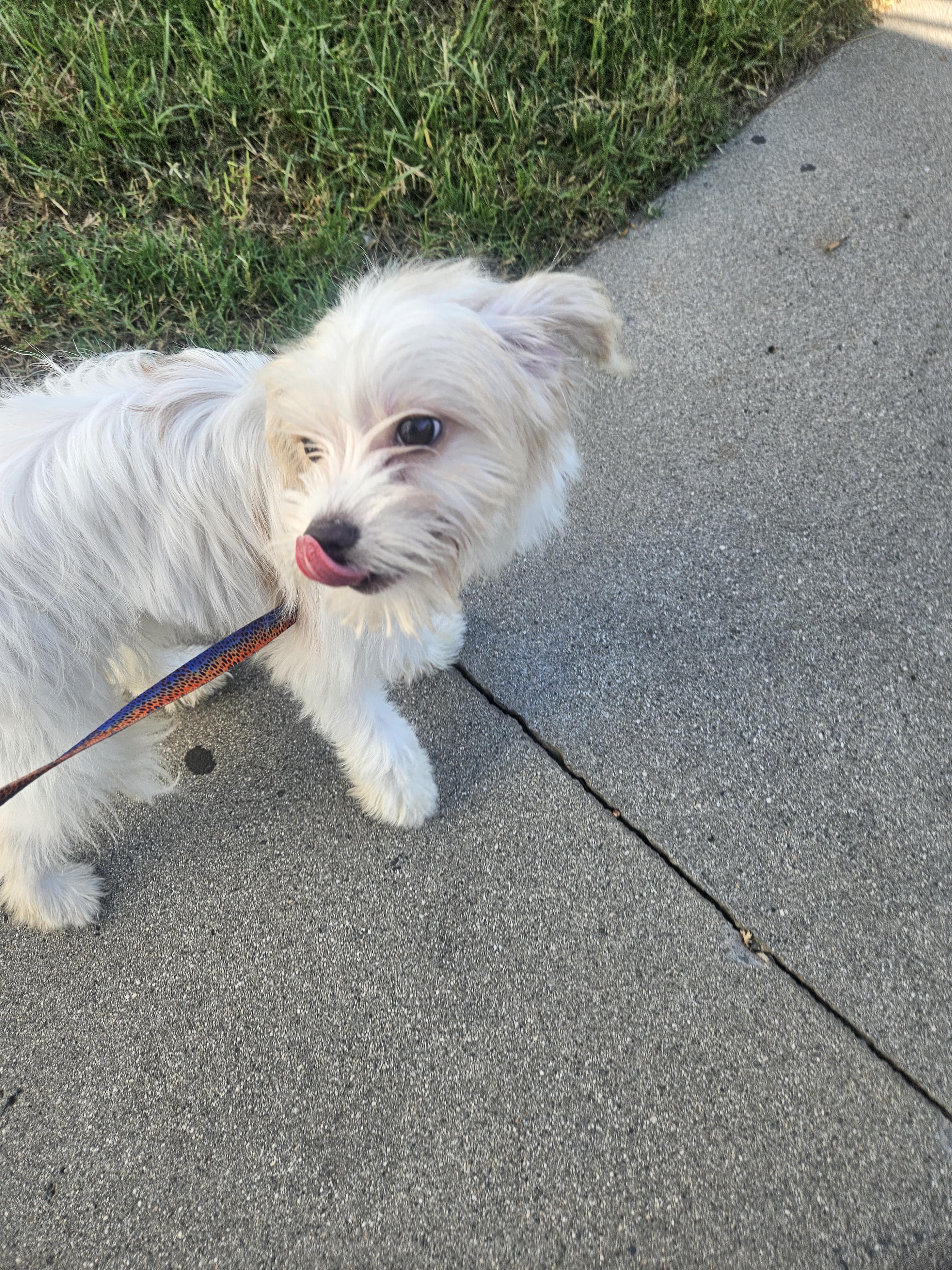Enlarge Linda, a Adopted mixed breed in Los Angeles, CA image 3/6
