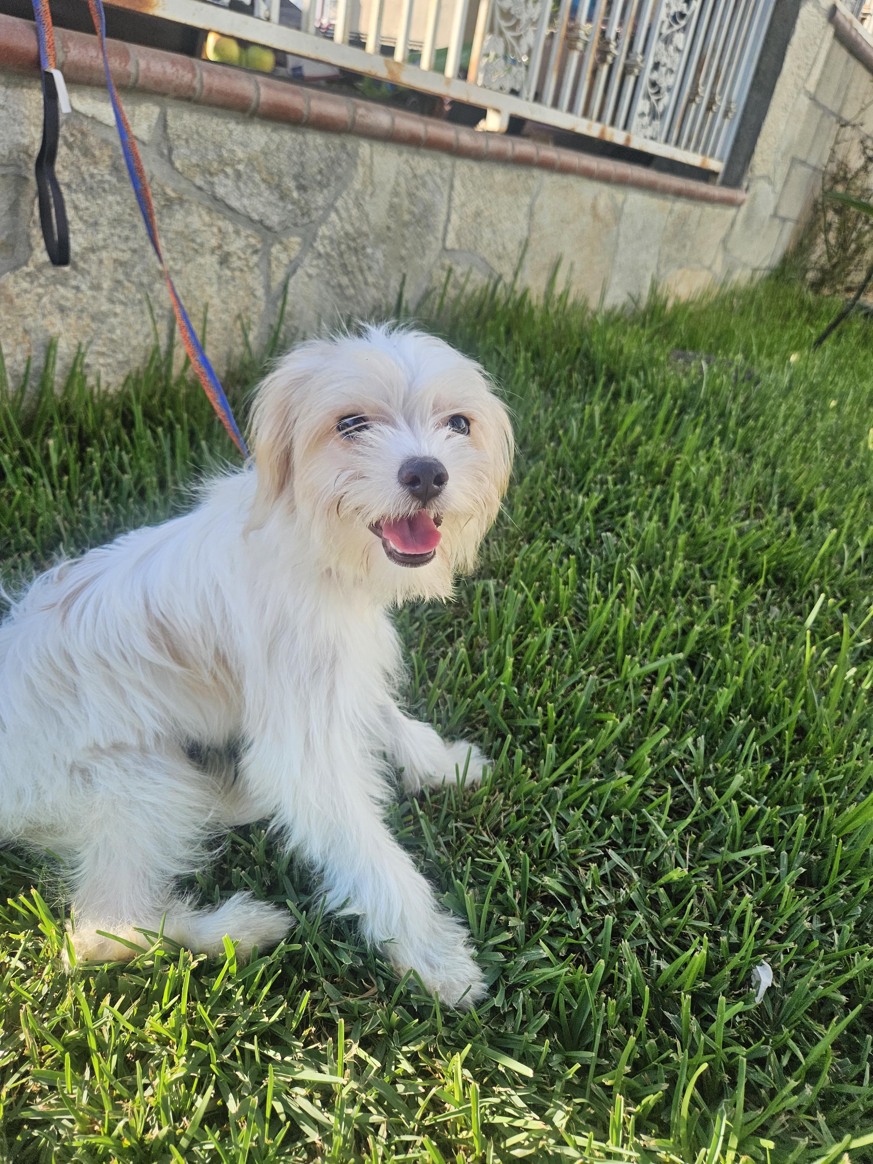 Enlarge Linda, a Adopted mixed breed in Los Angeles, CA image 5/6