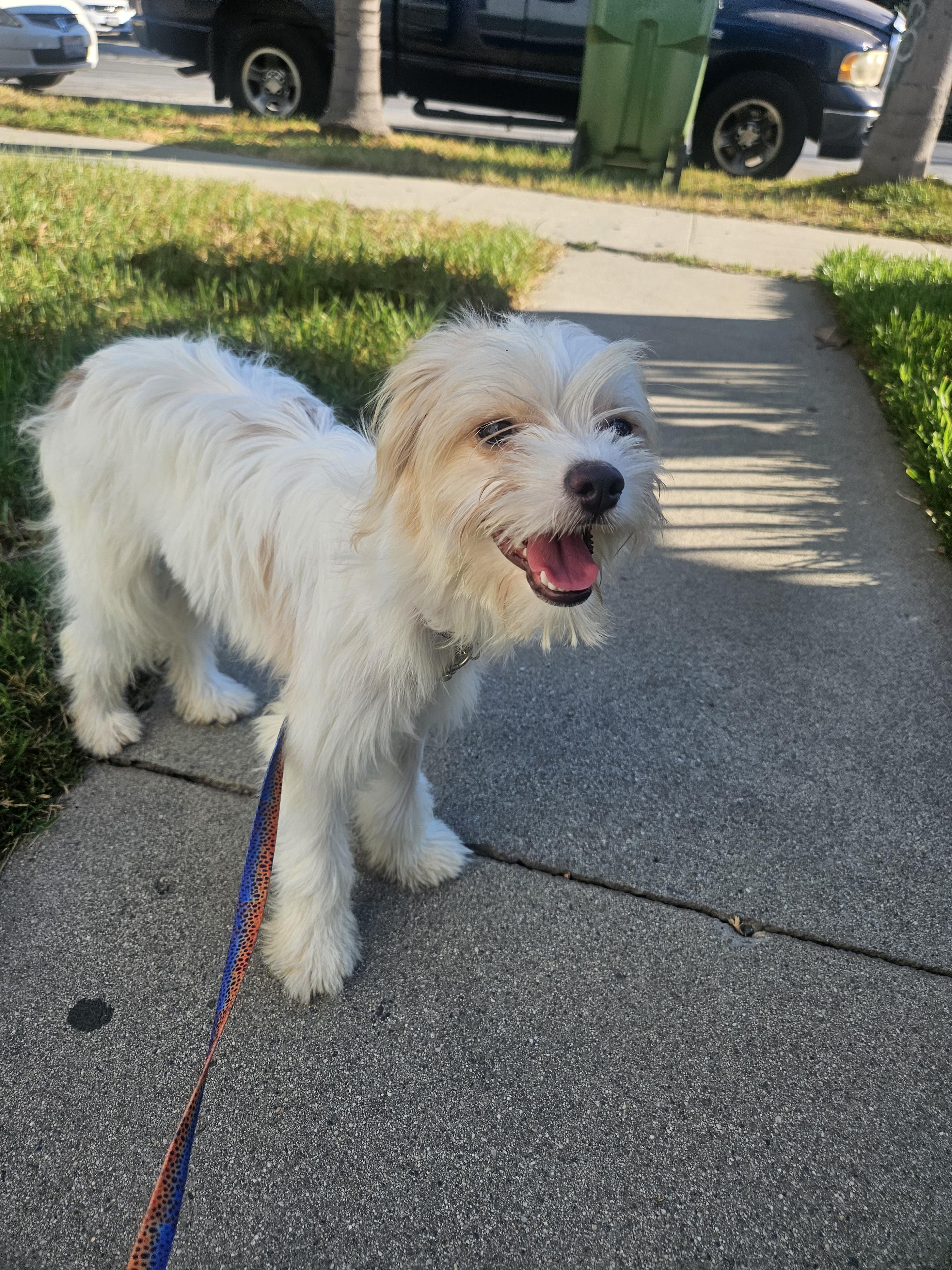 Enlarge Linda, a Adopted mixed breed in Los Angeles, CA image 2/6