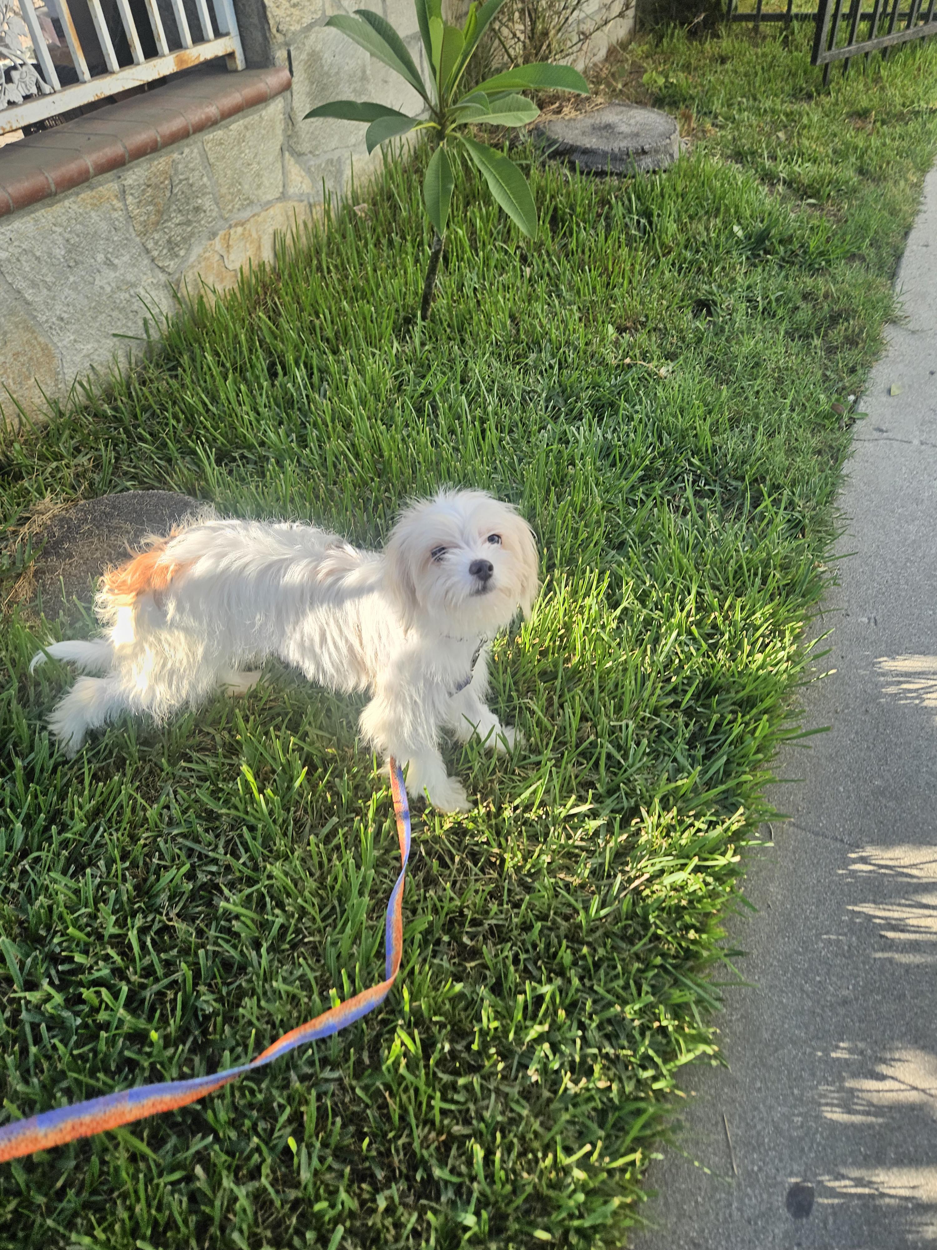 Enlarge Linda, a Adopted mixed breed in Los Angeles, CA image 4/6