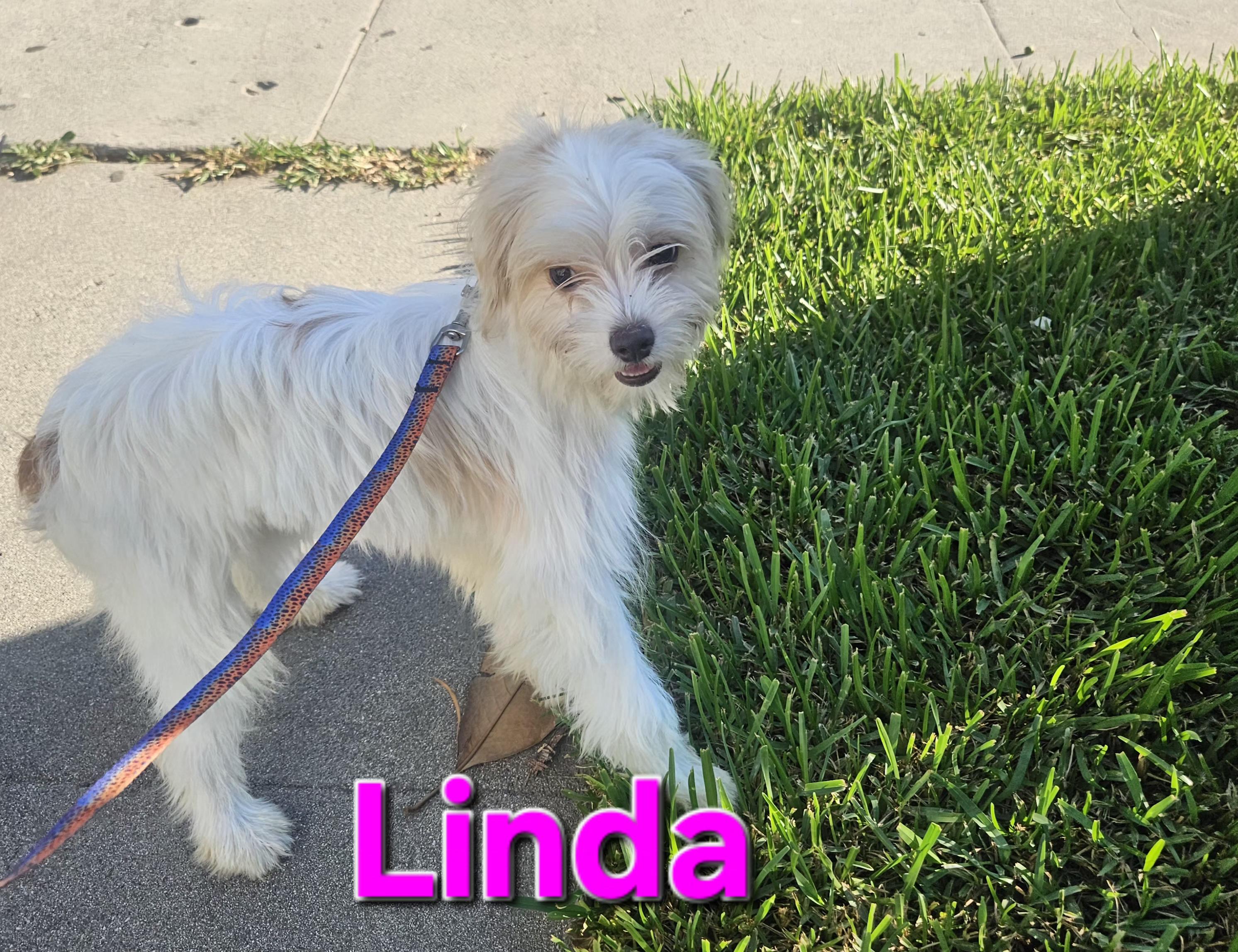 Linda, Adopted, Young Female Maltese.