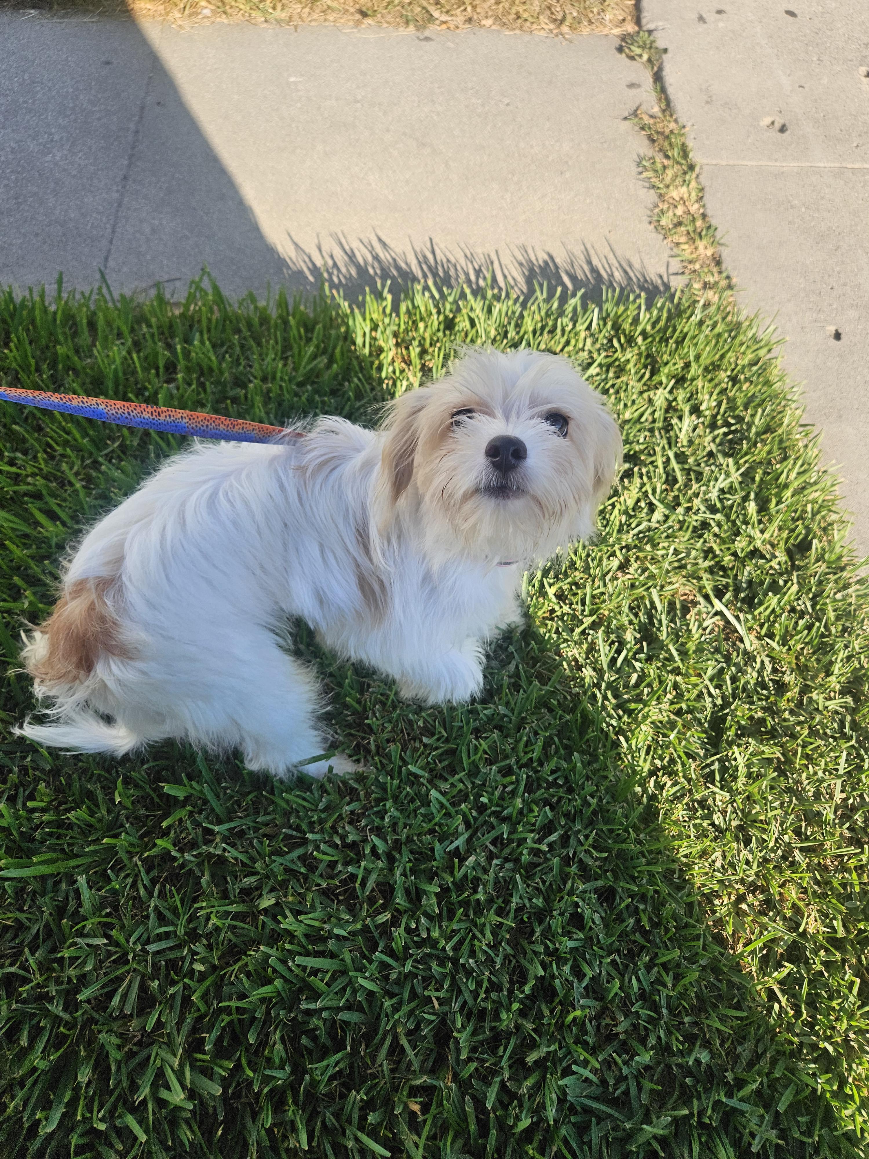 Enlarge Linda, a Adopted mixed breed in Los Angeles, CA image 6/6
