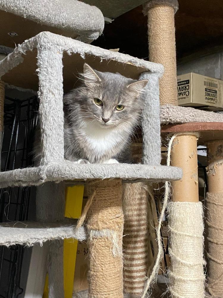 Zinnia — thumbnail 2