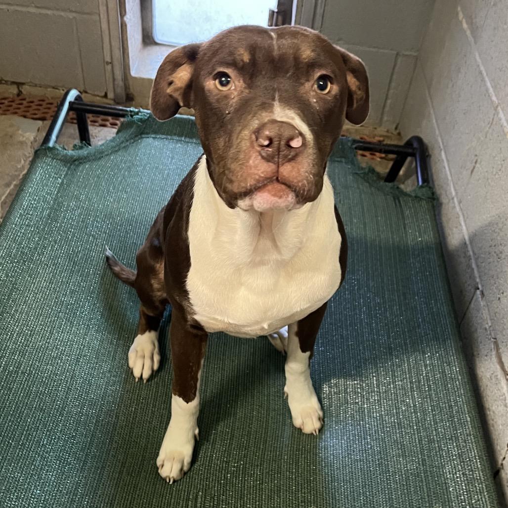 Malcom, Adoptable, Young Male Mixed Breed.