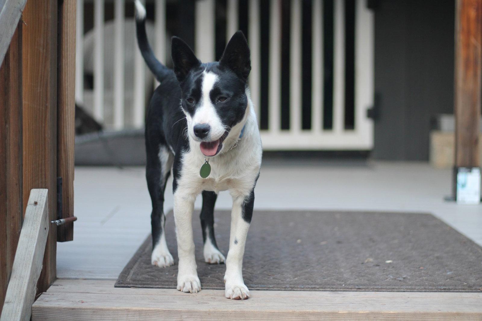 Ivy, Adopted, Young Female Border Collie.