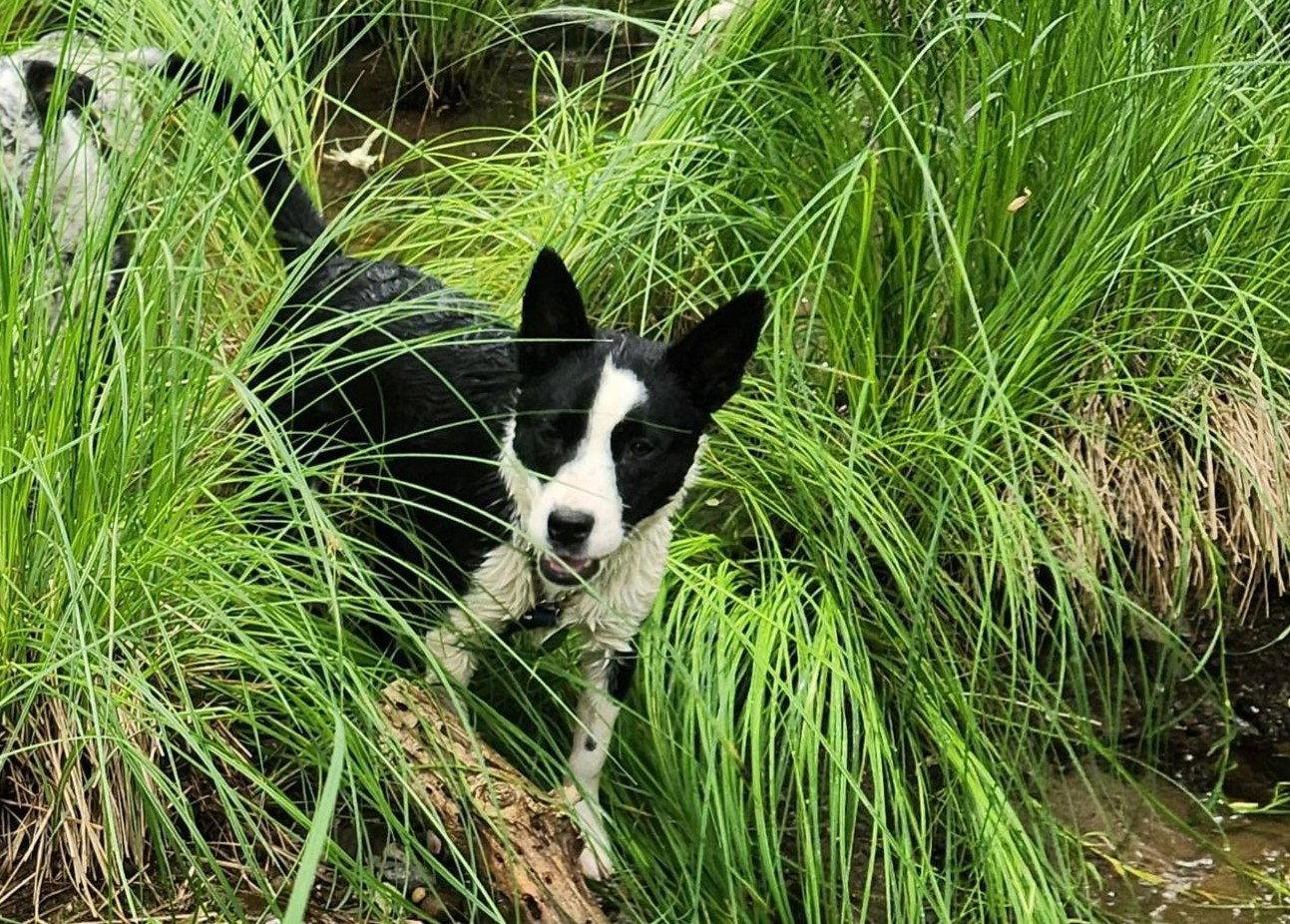 Enlarge Ivy, a Adoptable Border Collie in Paso Robles, CA image 1/3