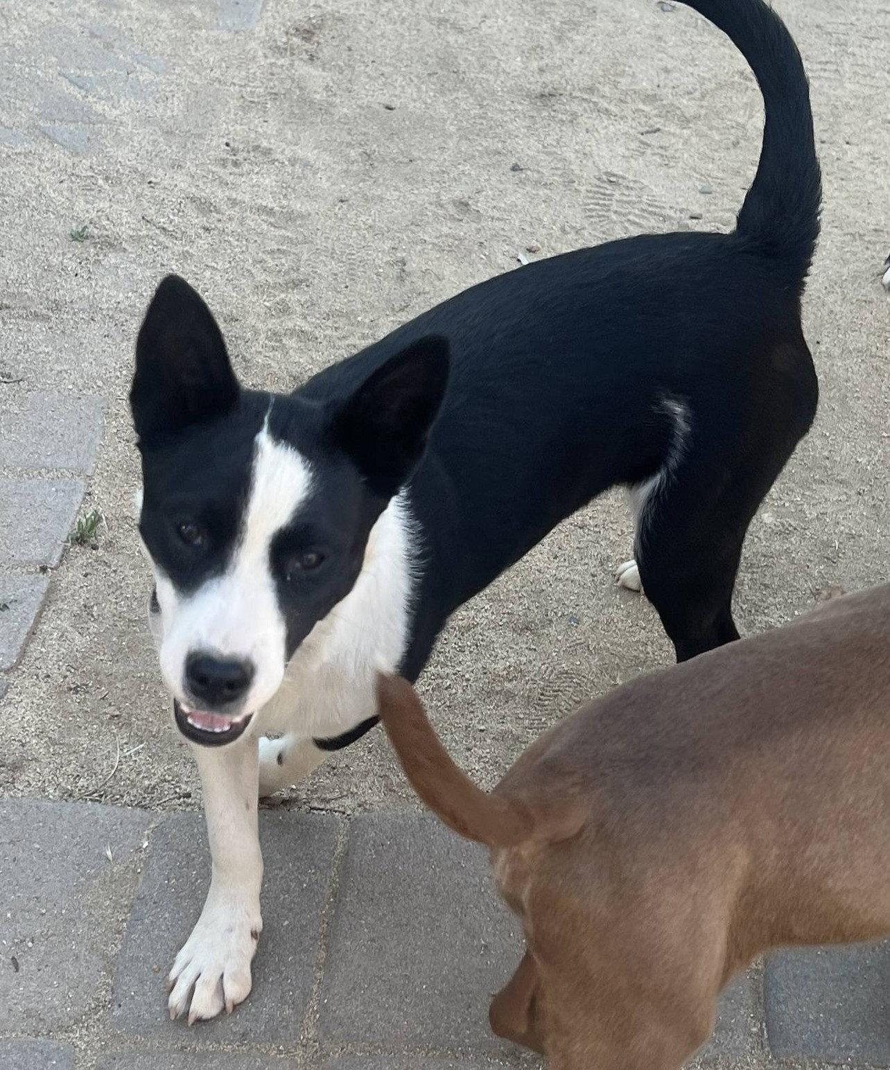 Enlarge Ivy, a Adoptable Border Collie in Paso Robles, CA image 2/3