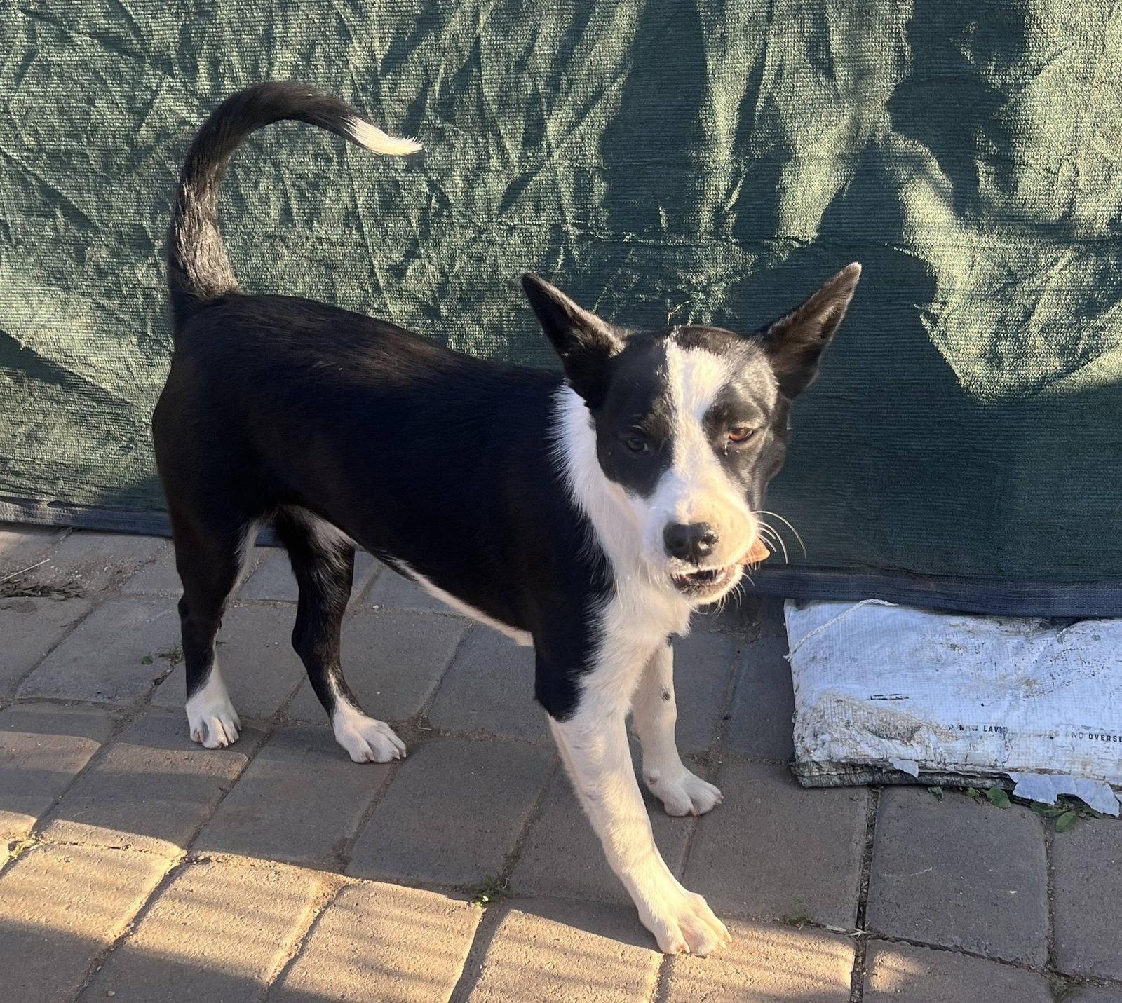 Enlarge Ivy, a Adoptable Border Collie in Paso Robles, CA image 3/3