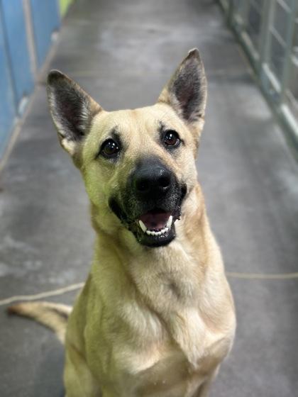 Poppy, Adoptable, Adult Female Belgian Shepherd / Malinois & Mixed Breed.