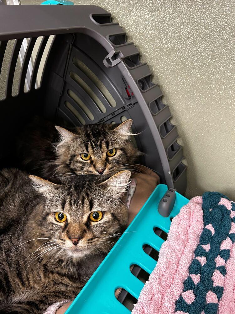 Enlarge Salty Snack (Bonded to Sweet Treat), a Adoptable mixed breed in Milltown, NJ image 2/3