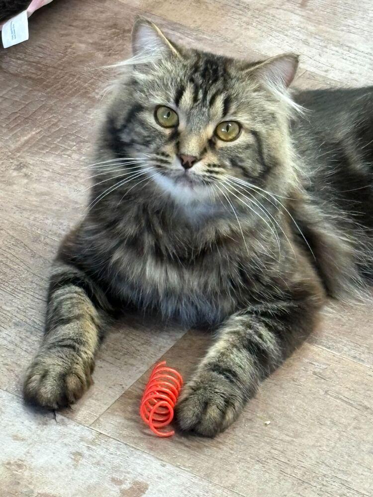 Enlarge Salty Snack (Bonded to Sweet Treat), a Adoptable mixed breed in Milltown, NJ image 3/3