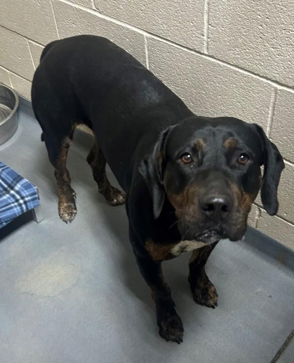 25-11-3370 Turkey, Adoptable, Adult Male Hound.