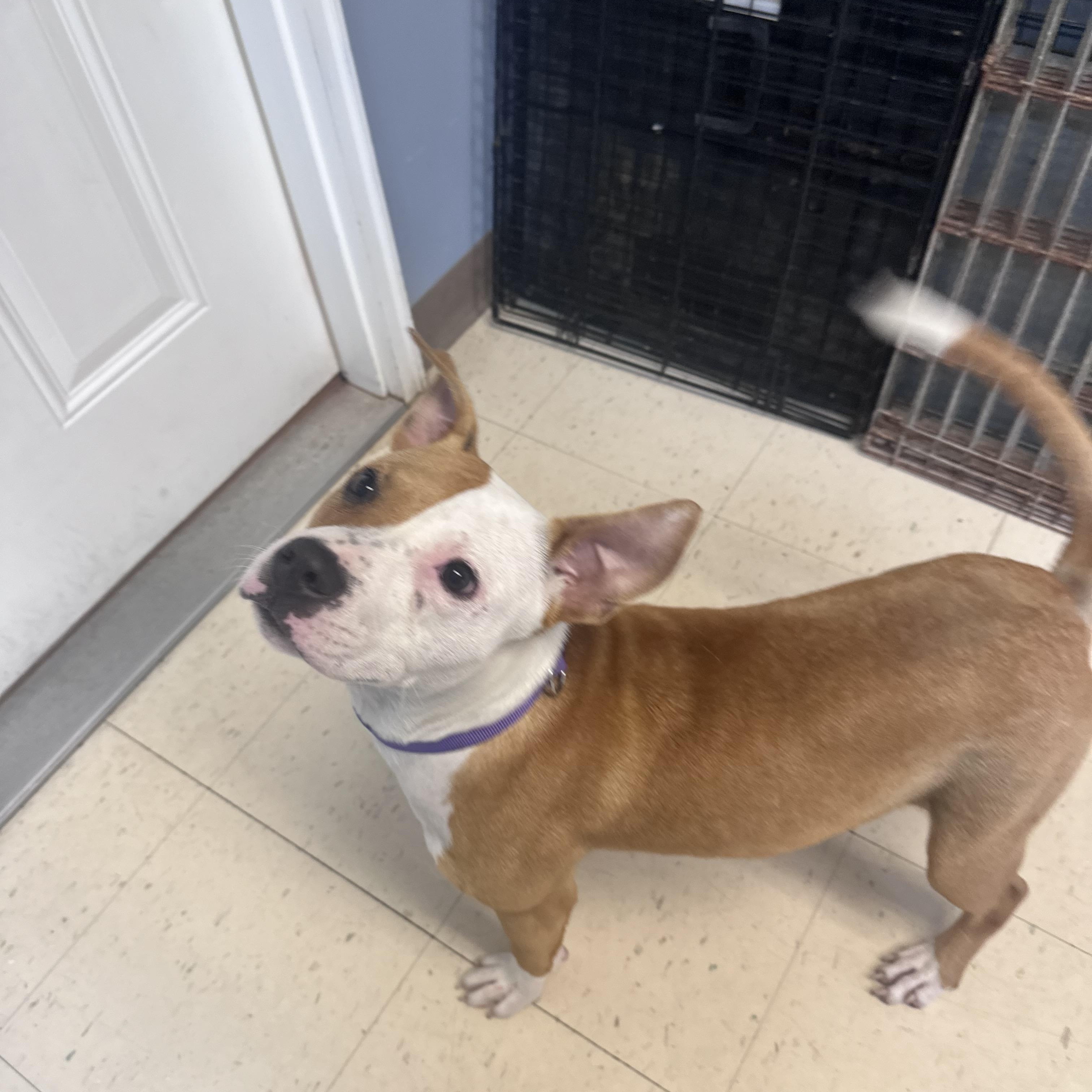 Grace, Adoptable, Young Female Staffordshire Bull Terrier.