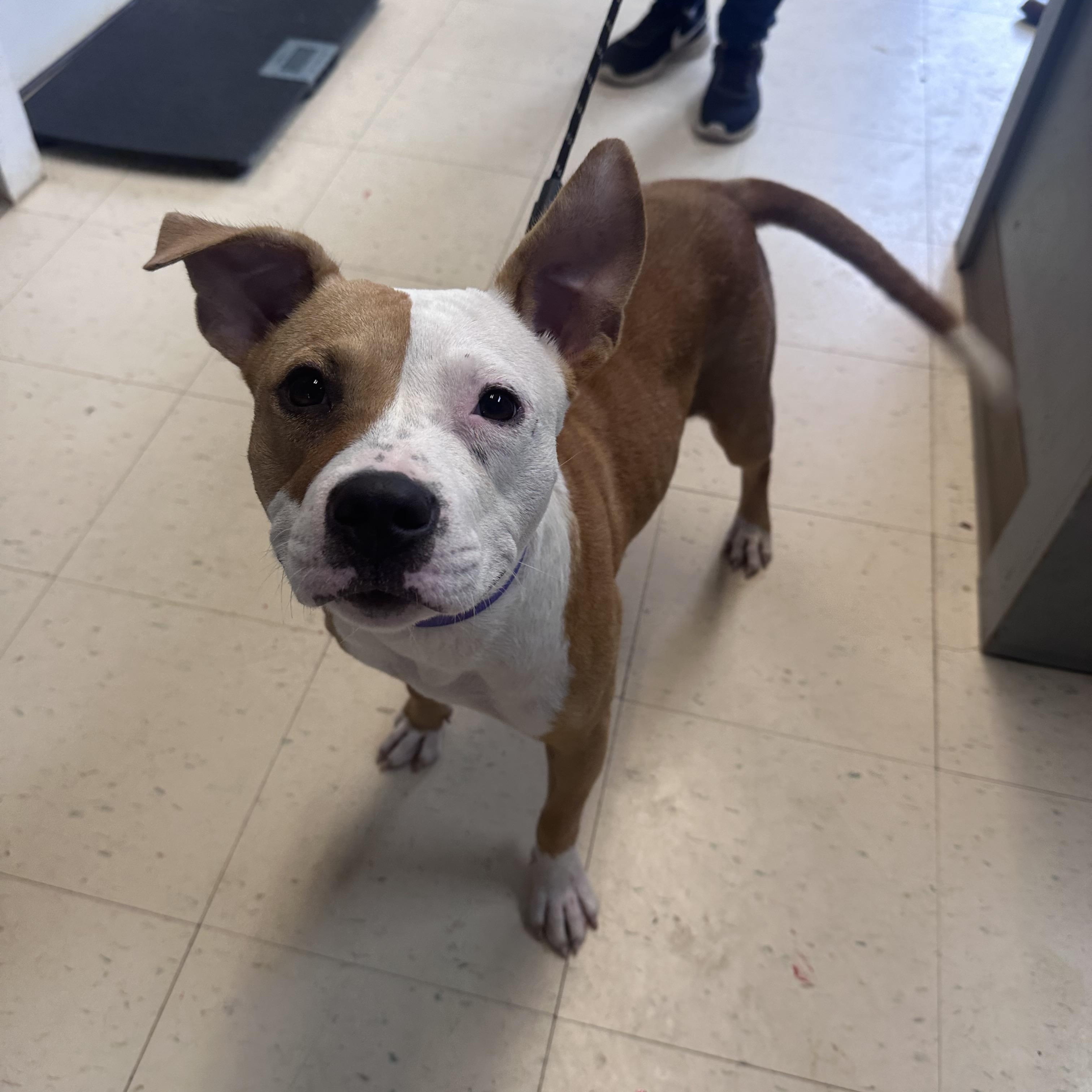 Grace, a Adoptable mixed breed in Dyersburg, TN image 2/4