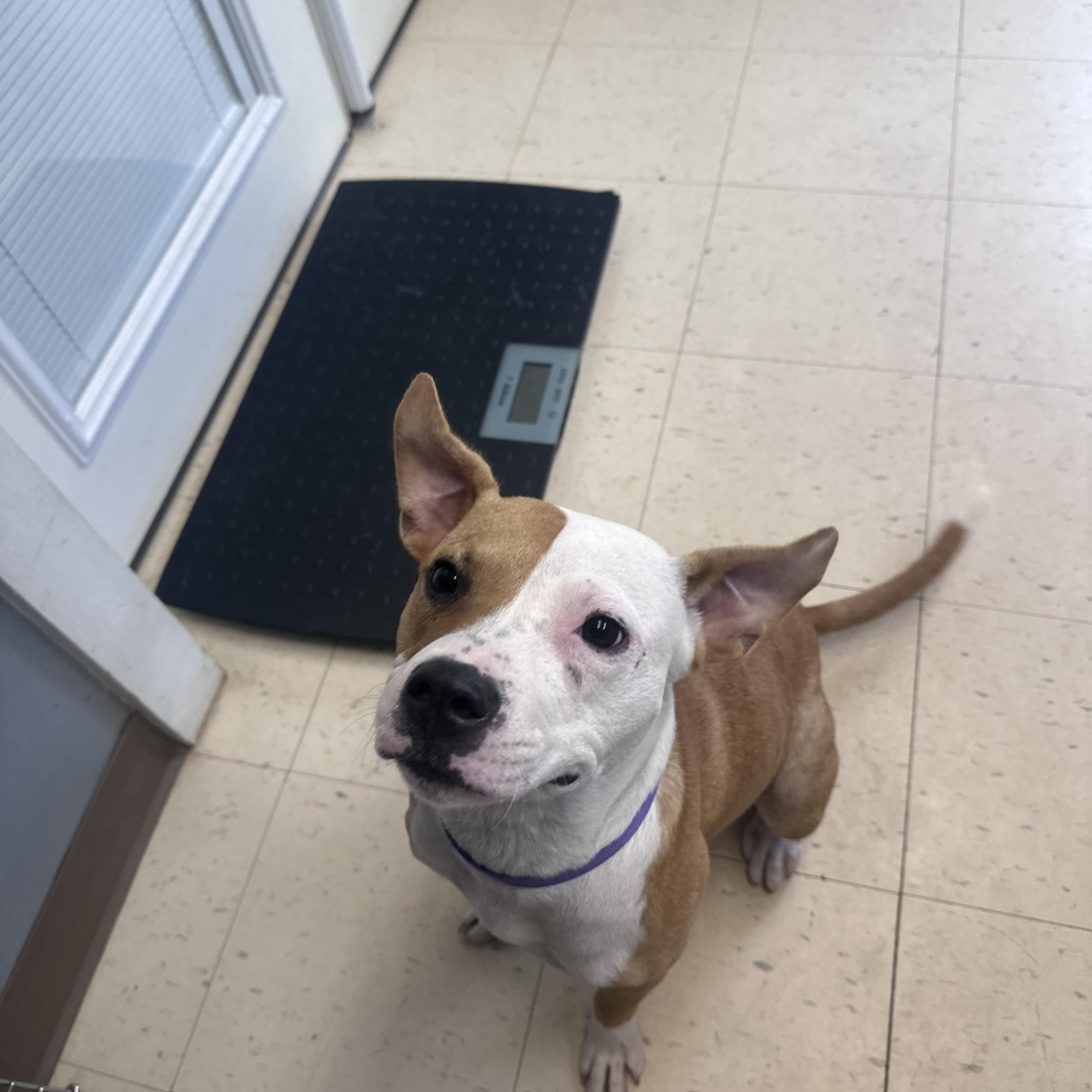 Grace, a Adoptable mixed breed in Dyersburg, TN image 3/4